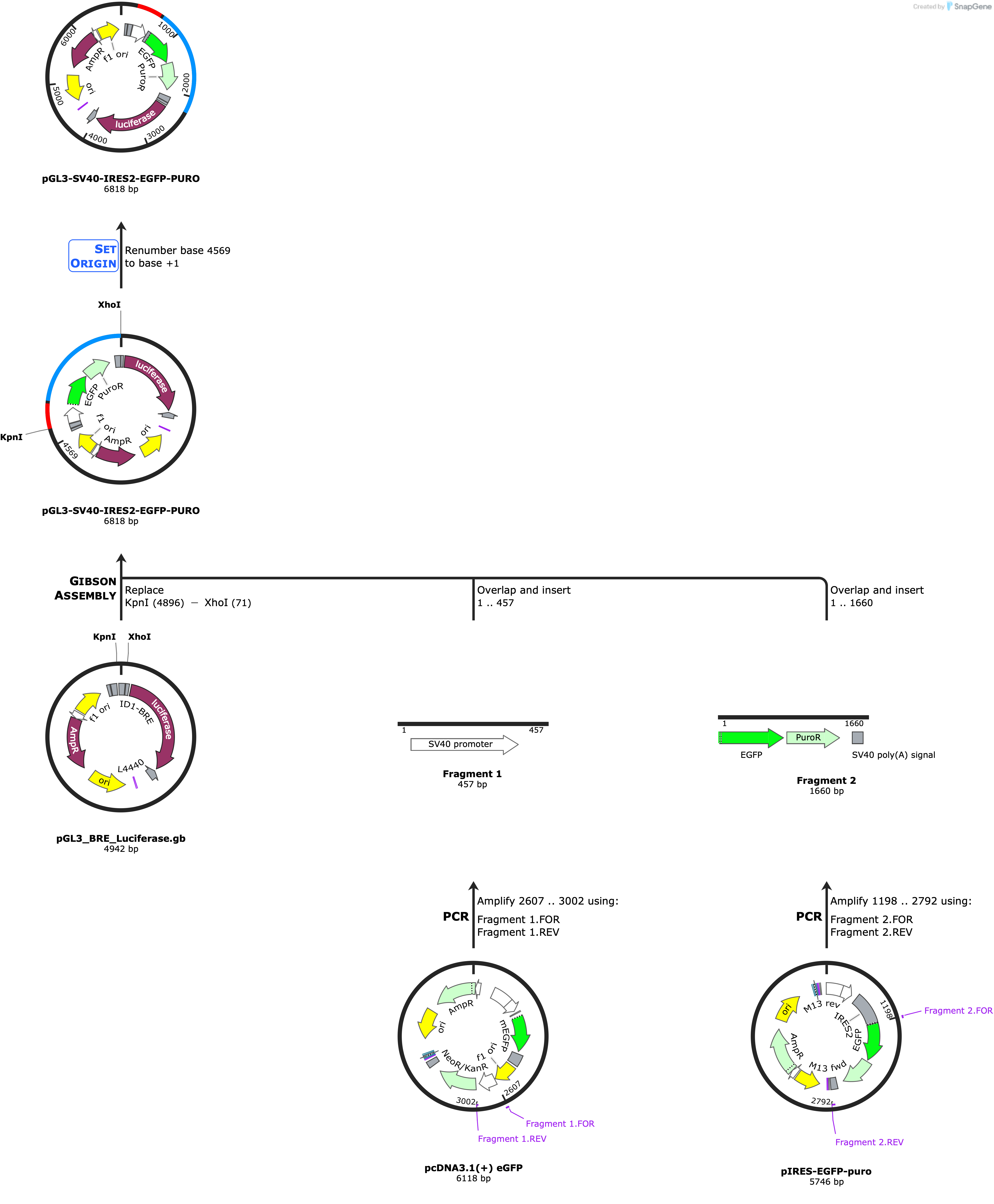 Plasmid cloning history for pGL3-SV40-IRES2-EGFP-PURO